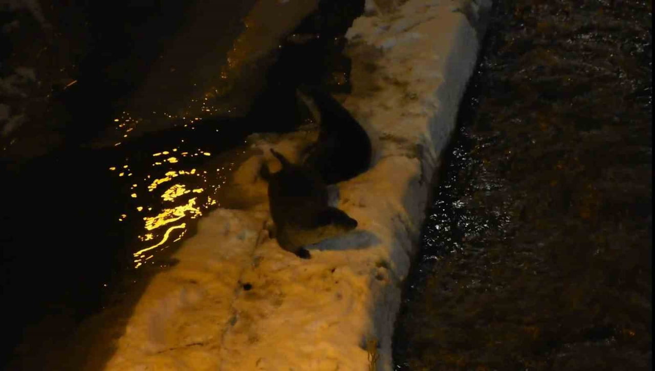 GÜMÜŞHANE’DE HARŞİT ÇAYI’NDA NESLİ TÜKENME TEHLİKESİ ALTINDAKİ İKİ SU SAMURU KAR ÜZERİNDE OYUN...