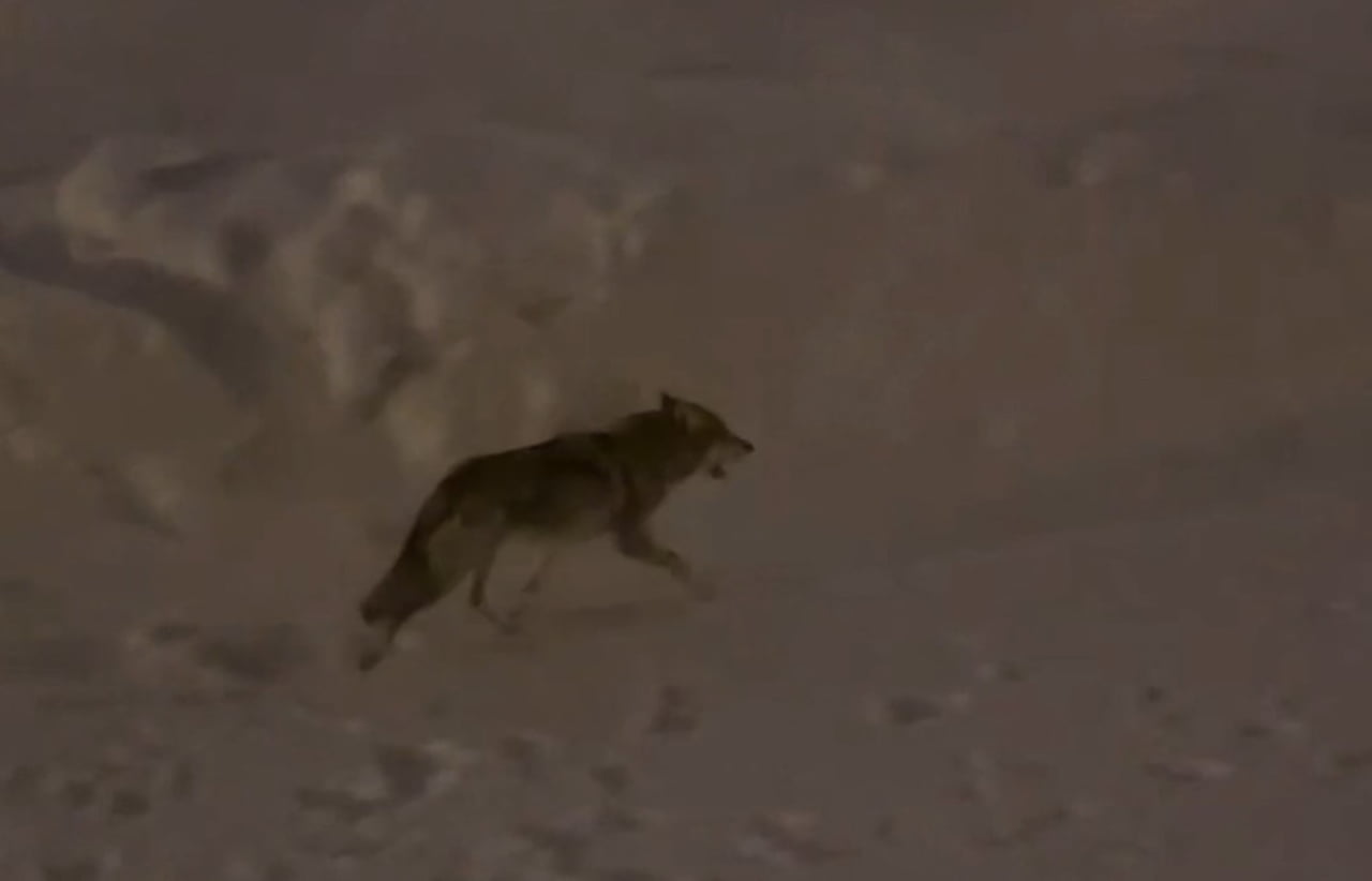 HAKKARİ'NİN YÜKSEKOVA TARIM VE ORMAN MÜDÜRLÜĞÜ, AĞIR KIŞ ŞARTLARI NEDENİYLE AÇ KALAN KURT...