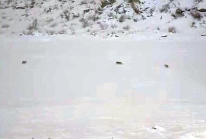 HAKKARİ’NİN ÇUKURCA İLÇESİ GİRİŞİNDE BULUNAN ÇÖPLÜK MEVKİİNDE KURT SÜRÜSÜ...
