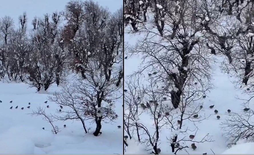 HAKKARİ’NİN GEÇİTLİ KÖYÜNDE YOĞUN KAR YAĞIŞI NEDENİYLE YİYECEK BULMAKTA ZORLANAN ONLARCA KEKLİK...