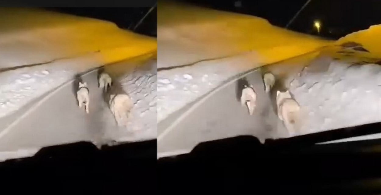 HAKKARİ’NİN GEÇİTLİ KÖYÜNE GİDEN YOLDA BİR KURT SÜRÜSÜ, YOLDAN GEÇEN SÜRÜCÜLER TARAFINDAN CEP...