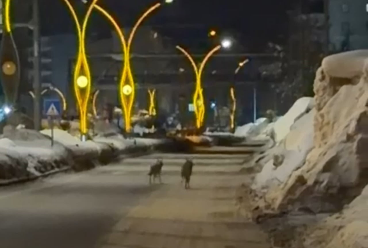 HAKKARİ’NİN YÜKSEKOVA İLÇESİNDE ETKİLİ OLAN OLUMSUZ HAVA ŞARTLARI NEDENİYLE AÇ KALAN KURTLAR...