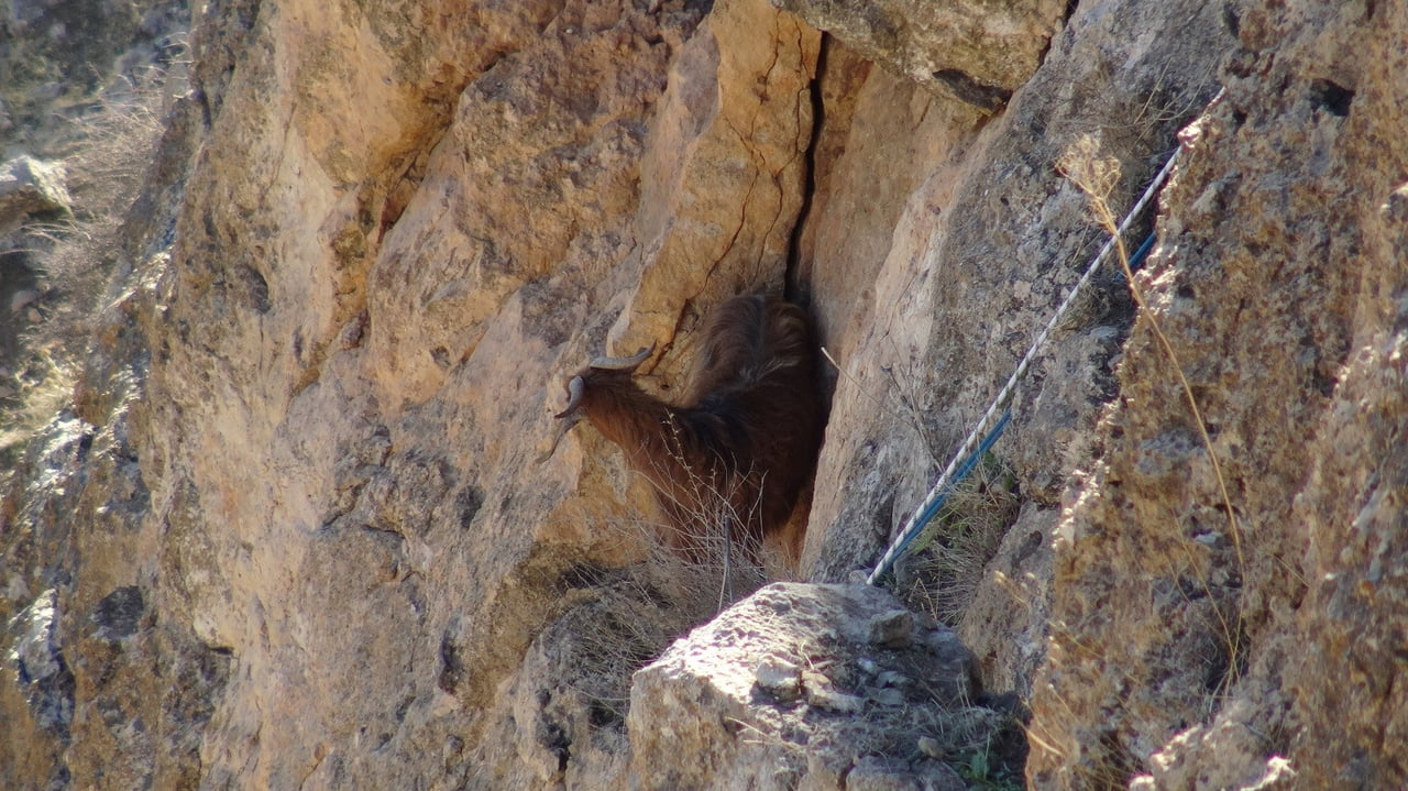 HASANKEYF’TE 5 GÜNDÜR MAHSUR KALAN KEÇİ KURTARILDI