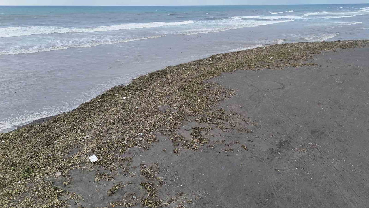 HATAY'DA YAZ AYLARINDA ASİ NEHRİN TAMAMINI KAPLAYAN İSTİLACI SU SÜMBÜLLERİ, ŞİDDETLİ FIRTINA VE...