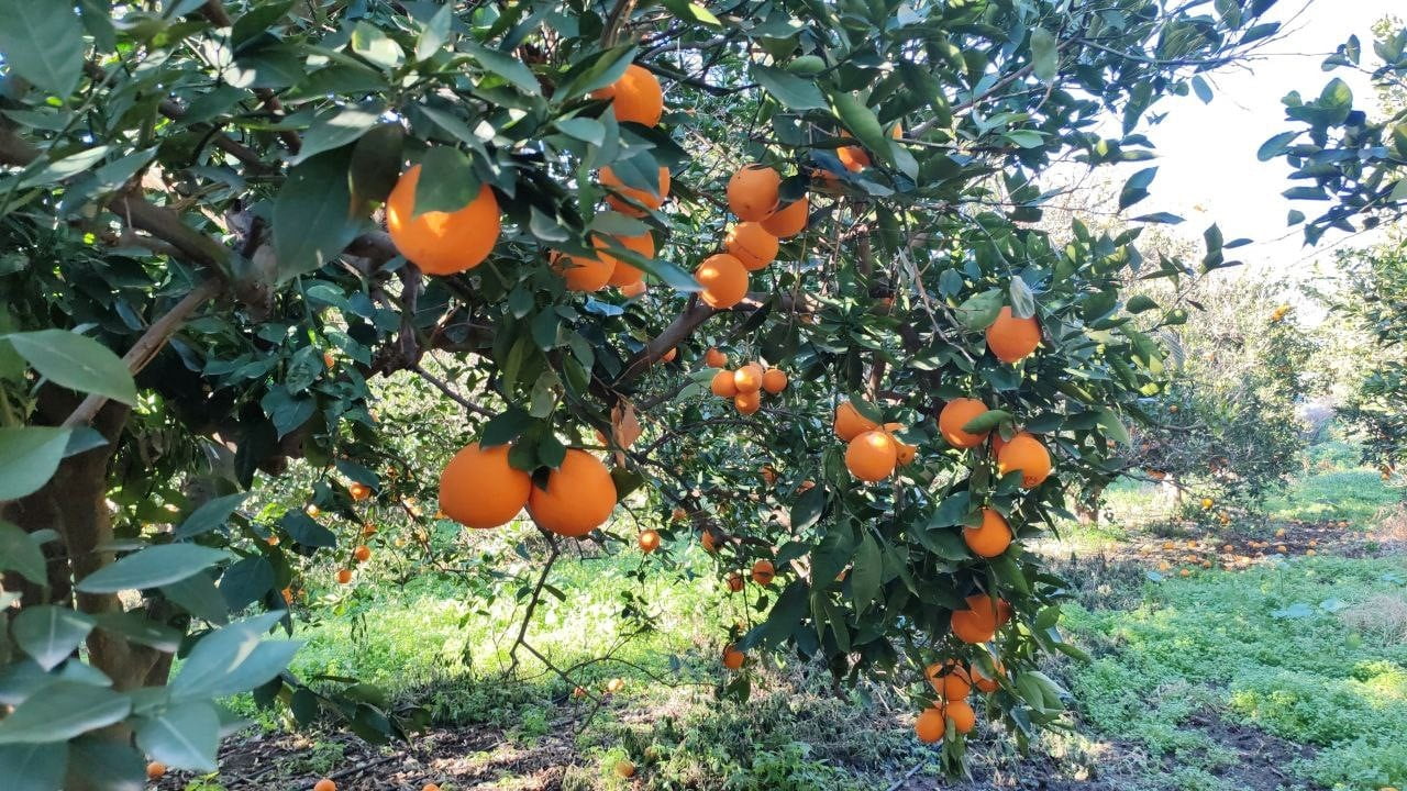 HATAY’DA NARENCİYE BAHÇESİNDEN PİYASA DEĞERİ 25 BİN TL OLAN 2 BUÇUK TON PORTAKAL ÇALAN 5 ŞAHIS...