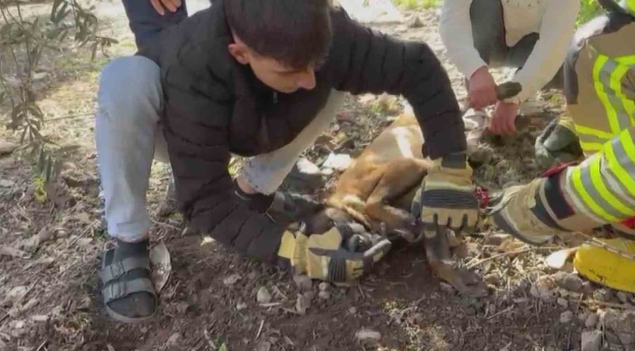 HATAY’DA PATİSİ ZİNCİRE SIKIŞAN KÖPEĞİN YARDIMINA İTFAİYE YETİŞTİ.