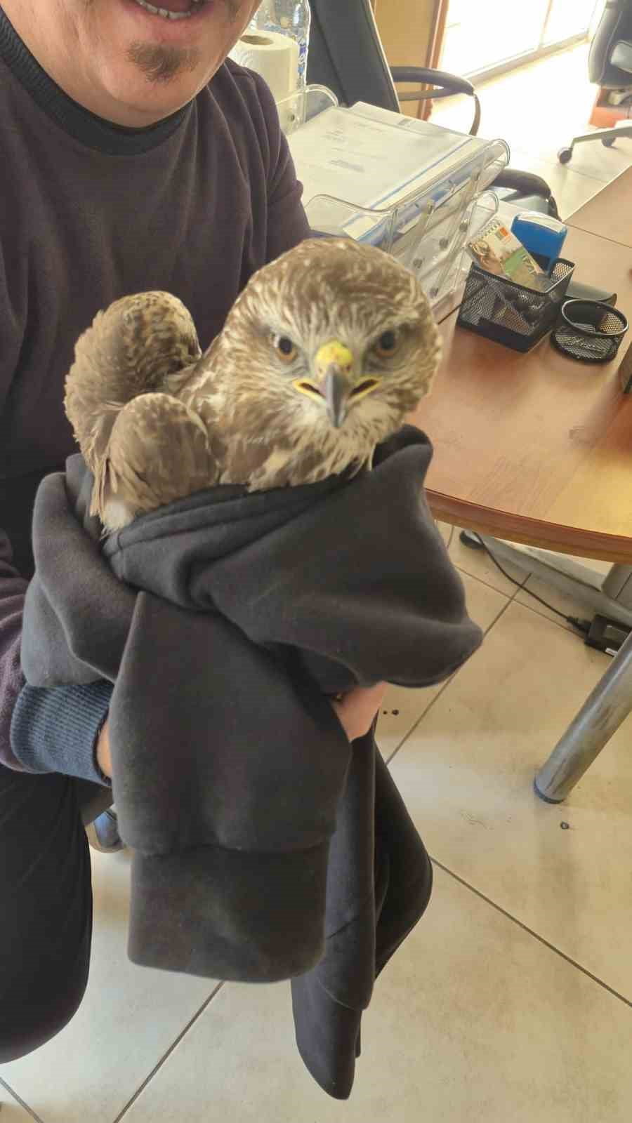 HATAY’DA VATANDAŞ TARAFINDAN YARALI HALDE BULUNAN ŞAHİN EKİPLERE TESLİM EDİLDİ.