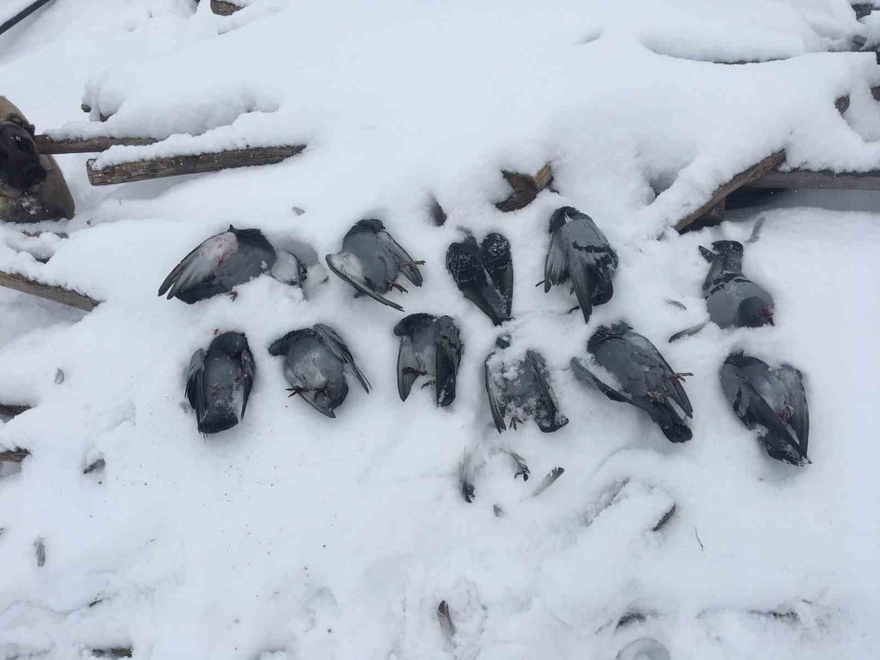 HAVA SICAKLIĞININ EKSİ 13 DERECELERİ GÖRDÜĞÜ ELAZIĞ’DA, ONLARCA GÜVERCİN DONARAK TELEF...