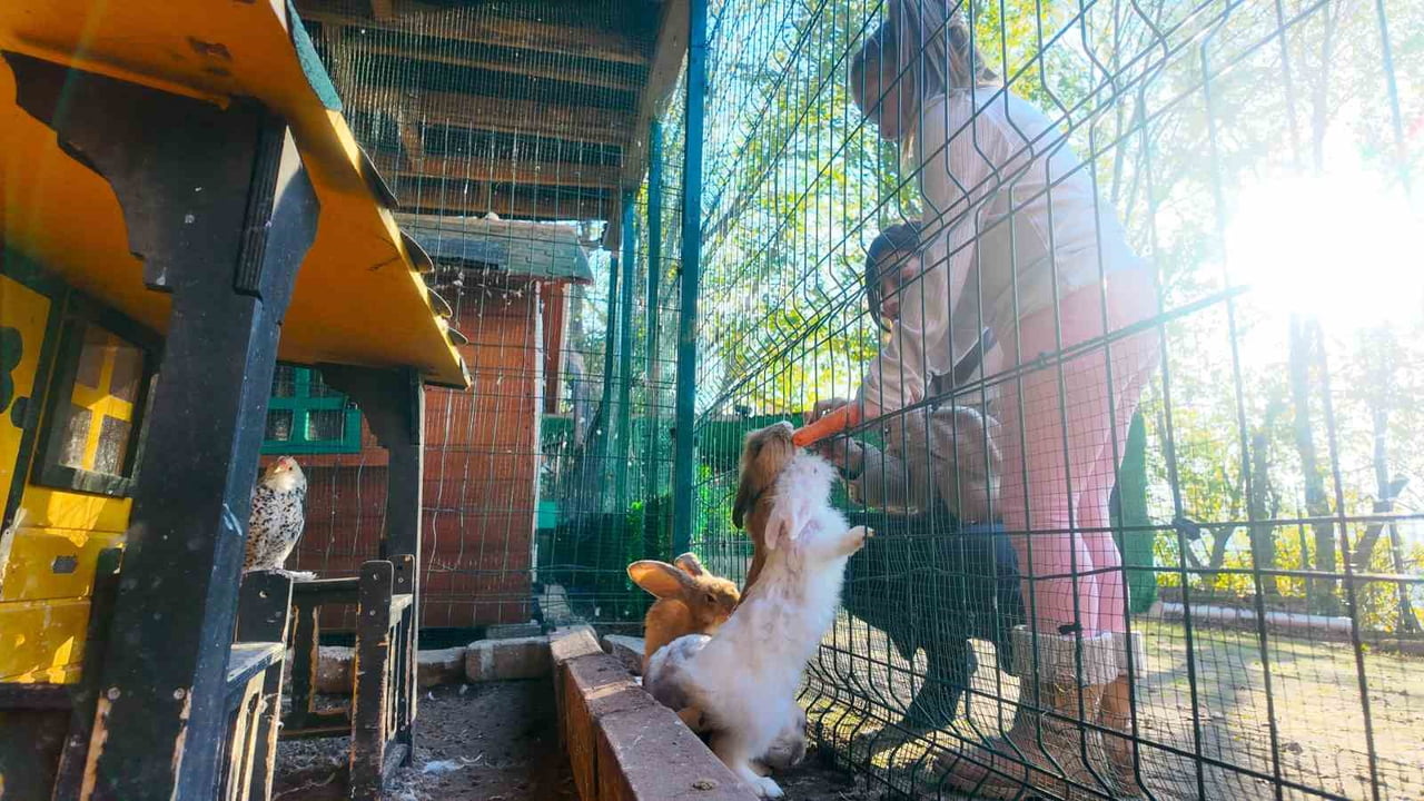 HAYVANLARI ELLERİYLE BESLEYEN ÖZEL ÇOCUKLARIN MUTLULUKLARI GÖZLERİNDEN OKUNURKEN, DÜNYADA İLK KEZ...