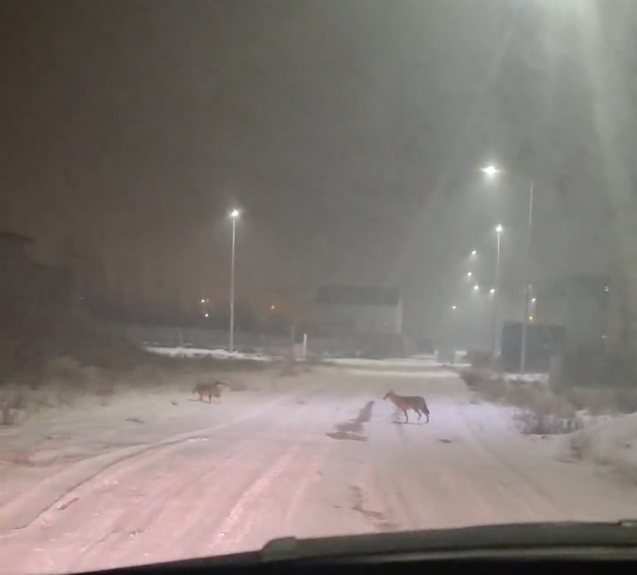 IĞDIR’DA KURTLAR YERLEŞİM YERLERİNE İNDİ