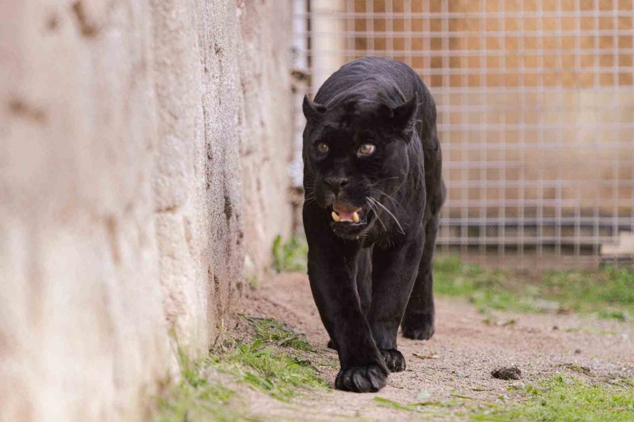 İLERİ YAŞINA BAĞLI SAĞLIK SORUNLARI OLUŞAN VE BU NEDENLE ÖZEL BAKIM ALTINA ALINAN 18 YAŞINDAKİ...