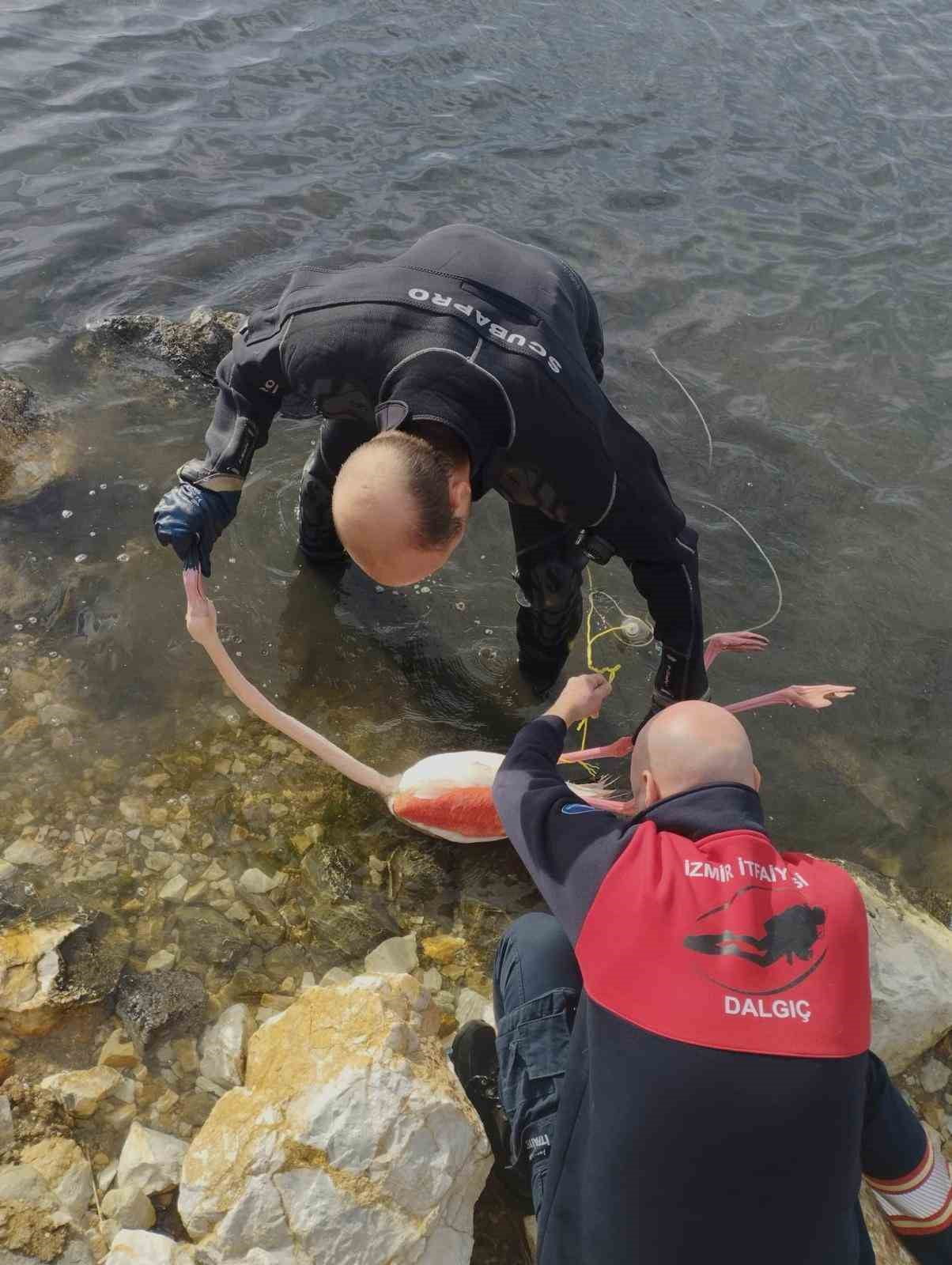 İNCİRALTI KENT ORMANI’NDA VÜCUDUNA İP DOLANAN FLAMİNGO, İZMİR İTFAİYESİ DALGIÇLARININ YAKLAŞIK 15...