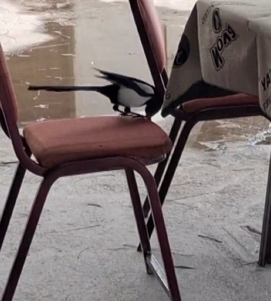 KAHVEDE OYUN DEĞİL, SAKSAĞANIN ZEKÂSI İZLENİYOR