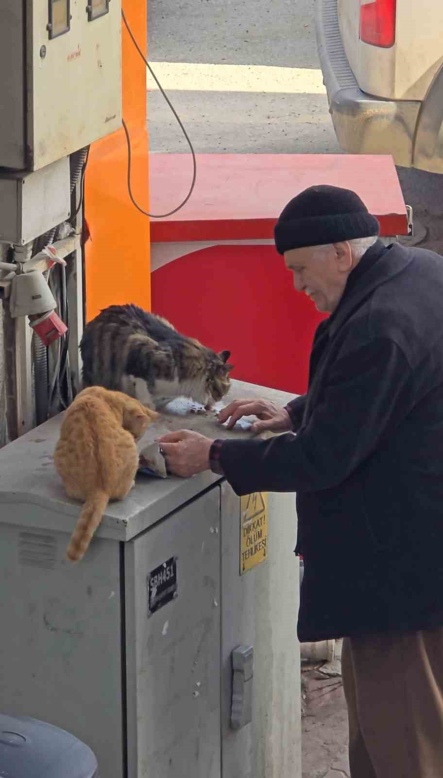 KARABÜK’ÜN SAFRANBOLU İLÇESİNDE BİR YAŞLI ADAMIN, SOKAK KEDİLERİ İÇİN ALDIĞI MAMALARI ELLERİYLE...