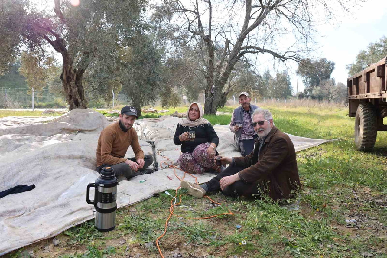 KARLA BOĞUŞAN TÜRKİYE’YE İNAT, AYDIN’IN EFELER İLÇESİNDE ZEYTİN HASADI, GÜNEŞLİ HAVADA ADETA...