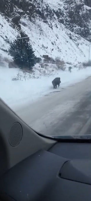 KARS'TA KIŞ ŞARTLARINDA YİYECEK BULMAKTA ZORLANAN YABAN DOMUZUNUN KARA YOLUNDA İLERLEDİĞİ ANLAR...