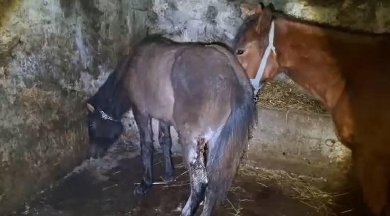 KARS'TA YAKLAŞIK 15 AT KARLA KAPLI ARAZİDE YARALI HALDE BULUNDU. BÜYÜK ŞAŞKINLIK YAŞAYAN HAYVAN...