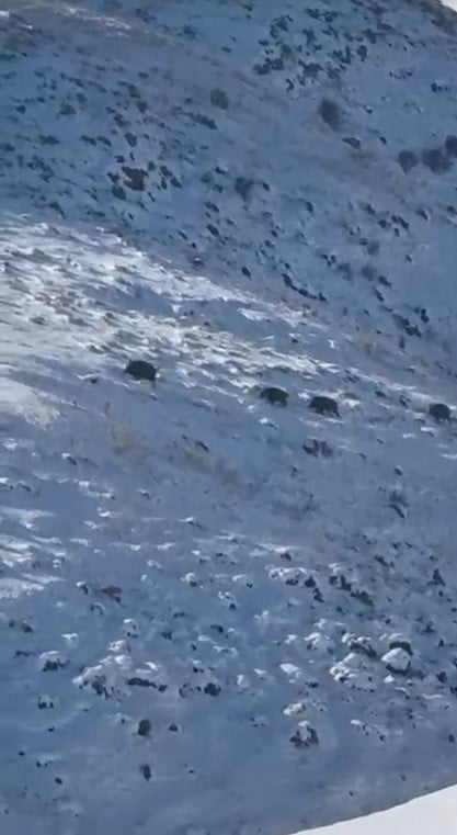 KARS’TA AÇ KALAN YABAN DOMUZLARI YERLEŞİM YERLERİNE İNDİ(KARS-İHA)