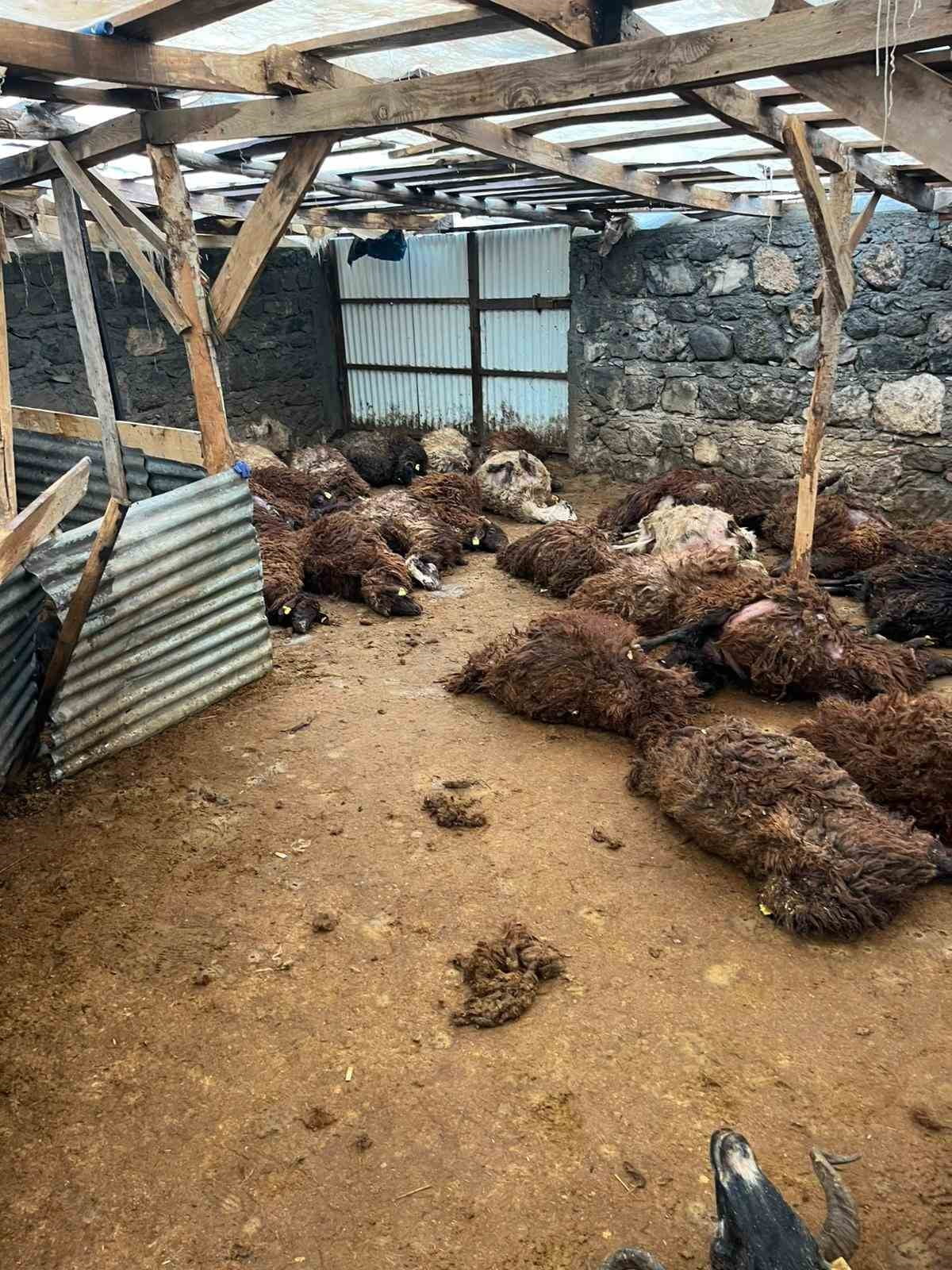 KARS’TA AĞILA GİREN AÇ KURTLAR 130 KOYUNU TELEF ETTİ.