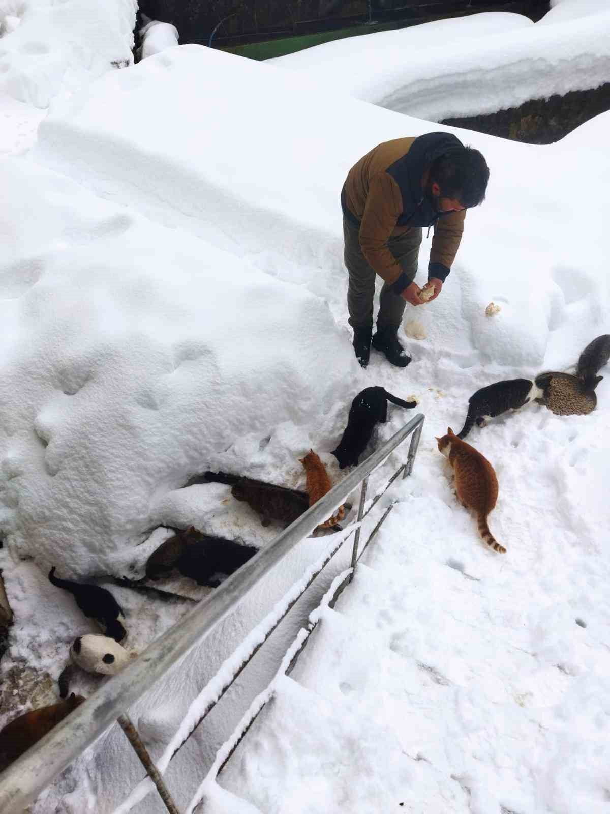 KASTAMONU'NUN ÇATALZEYTİN İLÇESİNDE KÖY İMAMININ SESLENDİĞİ KEDİLERİN SIRALI ŞEKİLDE KARDA...