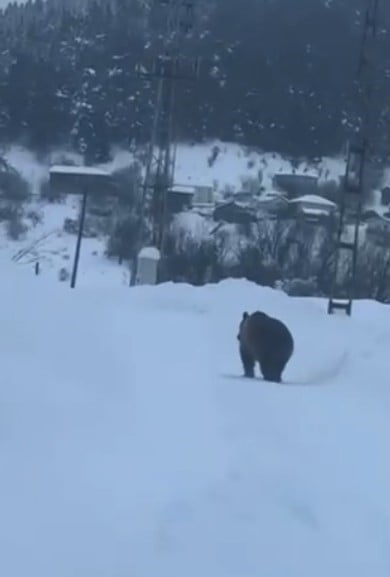 KASTAMONU’NUN AĞLI İLÇESİNDE KIŞ UYKUSUNA YATAMAYAN BOZ AYI, İLÇE MERKEZİNE KADAR İNEREK YİYECEK...