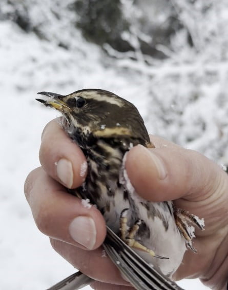 KASTAMONU’NUN ÇATALZEYTİN İLÇESİNDE BİR VATANDAŞ, KAR YAĞIŞI İLE BİRLİKTE ETKİLİ OLAN SOĞUK HAVA...