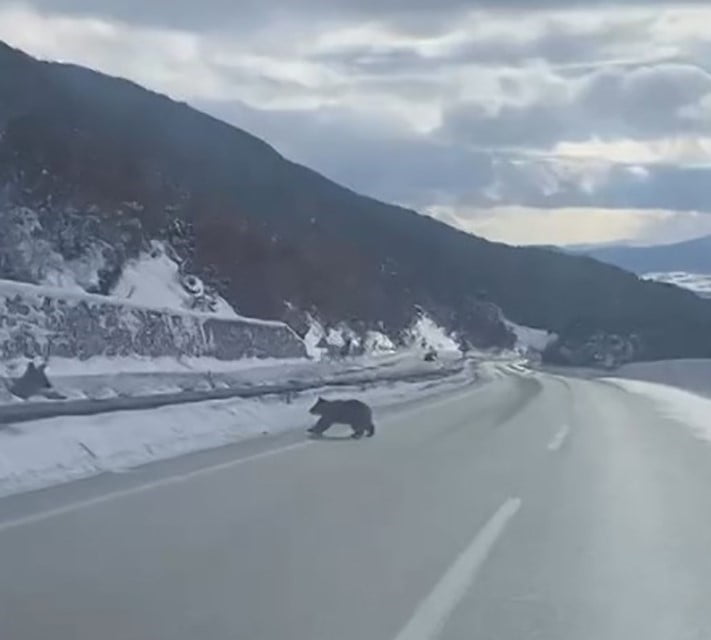 KASTAMONU’NUN KÜRE İLÇESİNDE BOZAYININ ORMANLIK ALANDA KARDA YÜRÜMEYE ÇALIŞMASI ORMAN İŞLETME...
