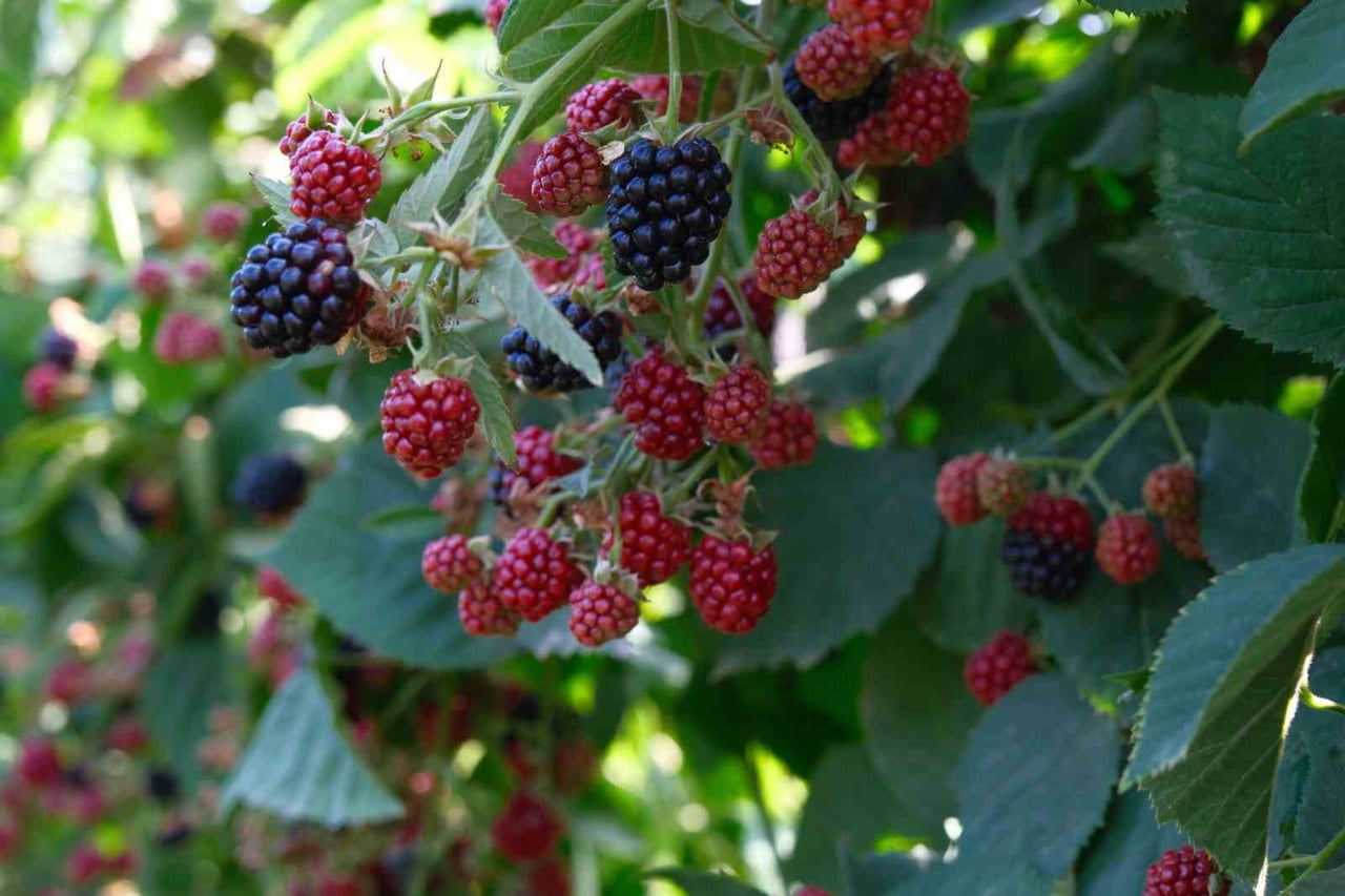 KESTEL BELEDİYE BAŞKANI FERHAT EROL, ULUDAĞ ETEKLERİNDEKİ KÖYLERDE AHUDUDU VE BÖĞÜRTLEN...