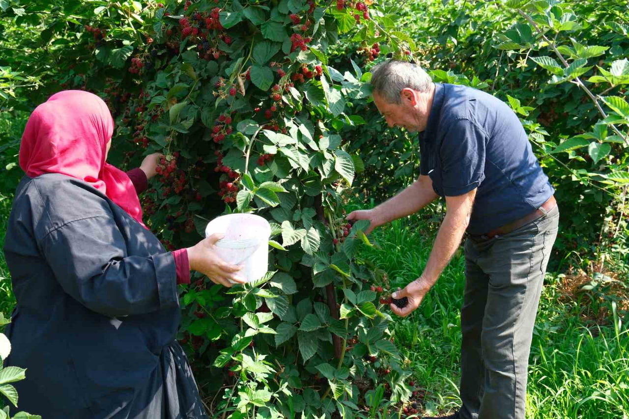 KESTEL BELEDİYE BAŞKANI FERHAT EROL, ULUDAĞ ETEKLERİNDEKİ KÖYLERDE AHUDUDU VE BÖĞÜRTLEN...