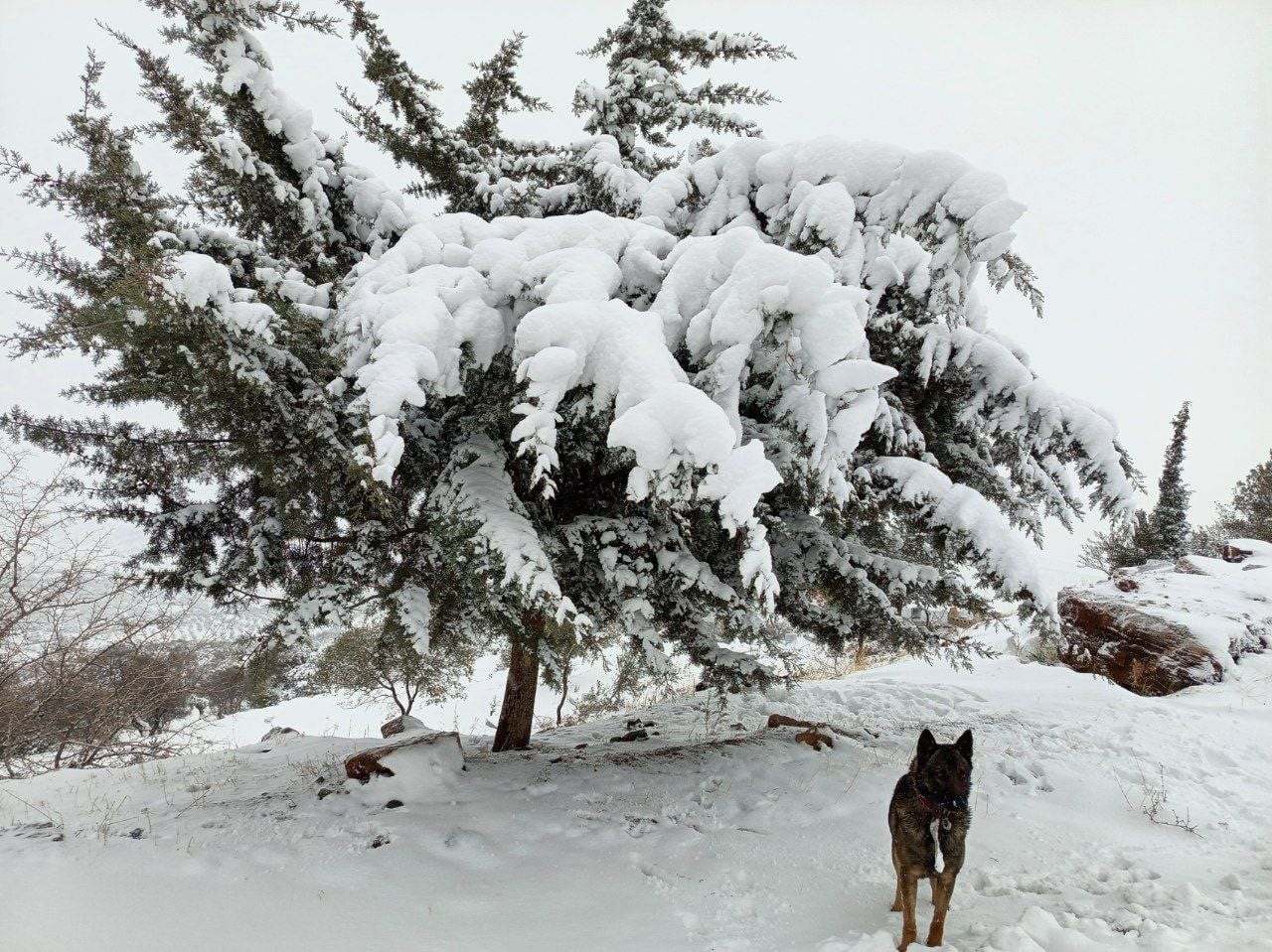 KİLİS'İN MUSABEYLİ İLÇESİNDE ETKİLİ OLAN KAR YAĞIŞI, İLÇEYİ BEYAZA BÜRÜYEREK KARTPOSTALLIK...
