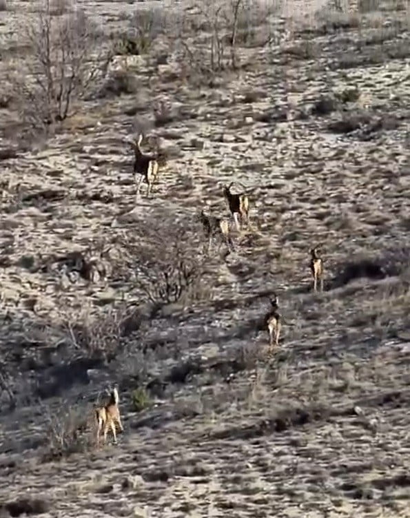 KİŞEHİR’DE GÖRÜNTÜLENEN 8 GEYİĞİN GÖRÜNTÜSÜ, ÇEKİM YAPAN VATANDAŞLARDA HAYRANLIK...