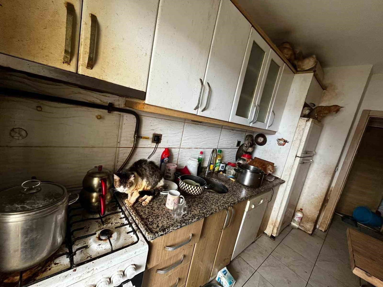 KOCAELİ'NİN KANDIRA İLÇESİNDE BİR EVDE ÇOK SAYIDA KEDİ VE KÖPEĞİN KÖTÜ ŞARTLARDA TUTULDUĞU İHBARI...