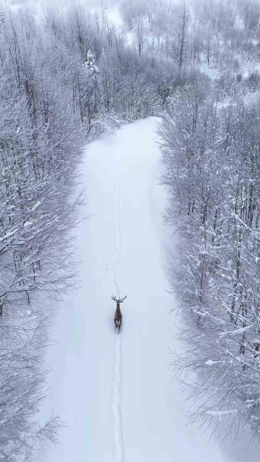 KOCAELİ'NİN KIŞ TURİZMİYLE ÜNLÜ İLÇESİ KARTEPE'DE, DOĞAL YAŞAM ALANLARINA BIRAKILAN KIZIL...