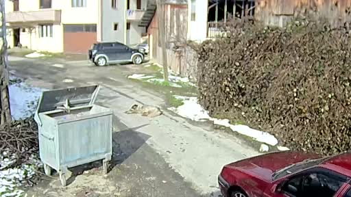 Köpeği ezen sürücü yakalandı