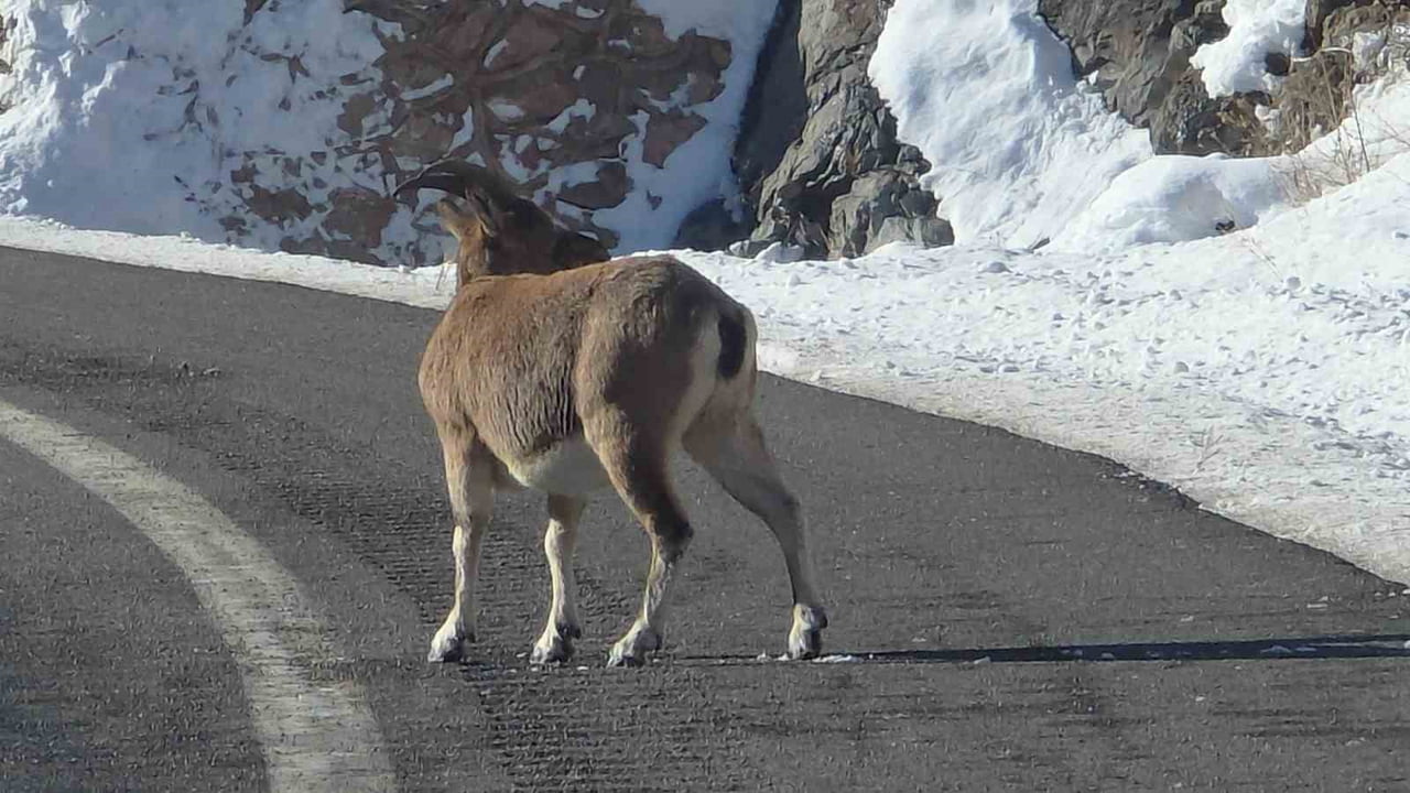 KORUMA ALTINDAKİ DAĞ KEÇİLERİ BAYBURT'UN FARKLI NOKTALARINDA GÖRÜLDÜ