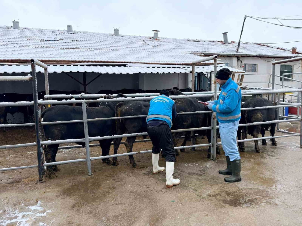 KÜTAHYA’DA İTHAL BESİLİK ERKEK SIĞIRLAR İÇİN MİLLİLEŞTİRME ÇALIŞMALARI SÜRÜYOR
