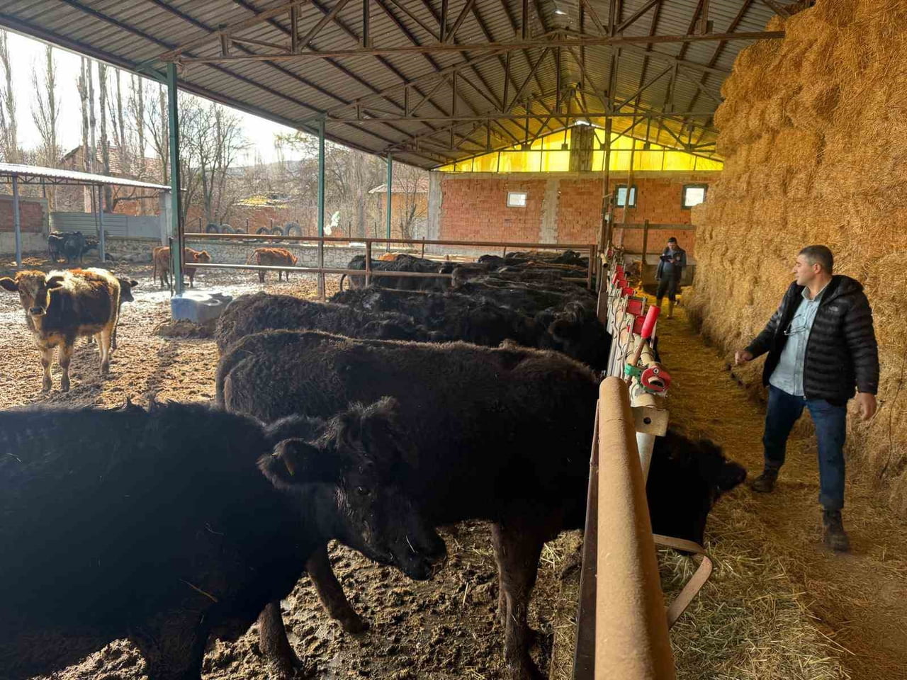 KÜTAHYA’DA TESLİM EDİLEN BÜYÜKBAŞ HAYVANLARIN KONTROL VE MUAYENELERİ YAPILDI