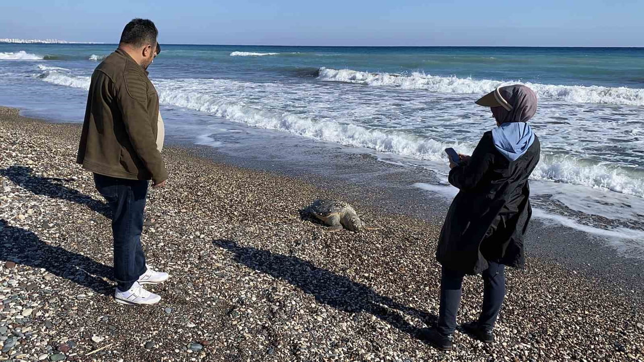 LİMONLU SAHİLİNDE GEZİNTİ YAPTIĞI ESNADA TELEF OLAN DENİZ KAPLUMBAĞASINI FARK ETTİĞİNİ İFADE...