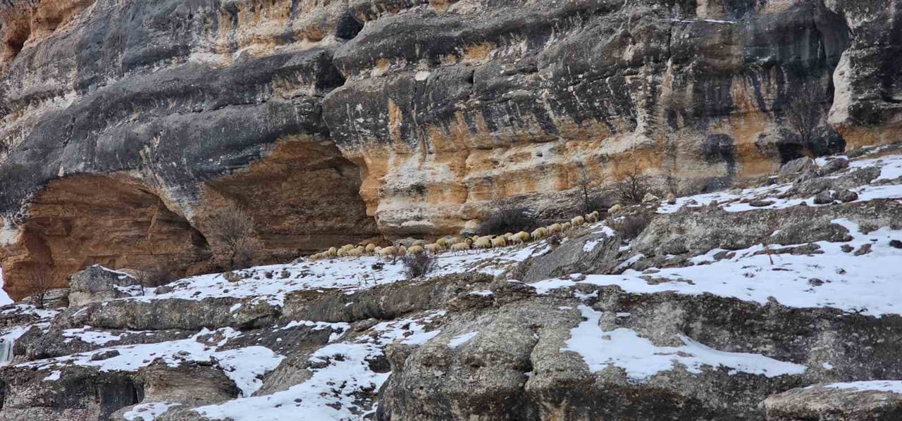 MALATYA'DA ETKİLİ OLAN YOĞUN KAR SONRASI ÜRETİCİLER, HAYVANLARINI BİN 600 RAKIMDAKİ KAYALIKLARA...