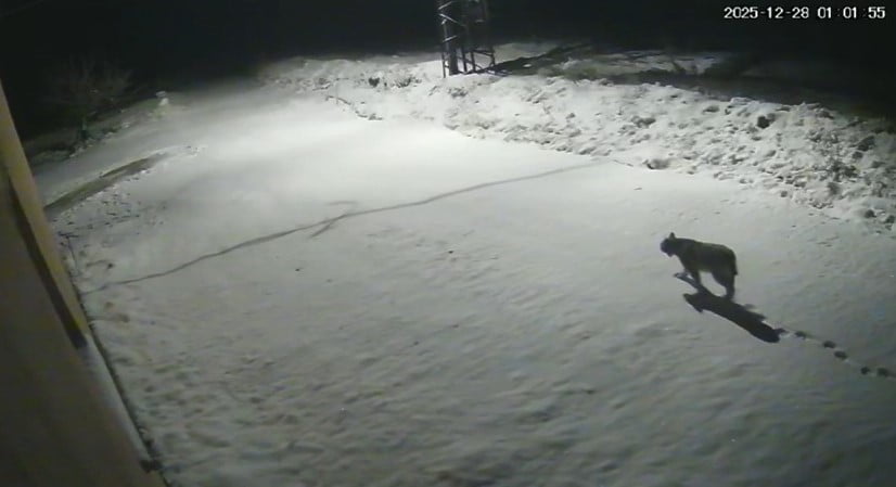 MALATYA'NIN HEKİMHAN İLÇESİNDE NESLİ TÜKENME TEHLİKESİ ALTINDA OLAN VE "ORMANLARIN HAYALETİ"...