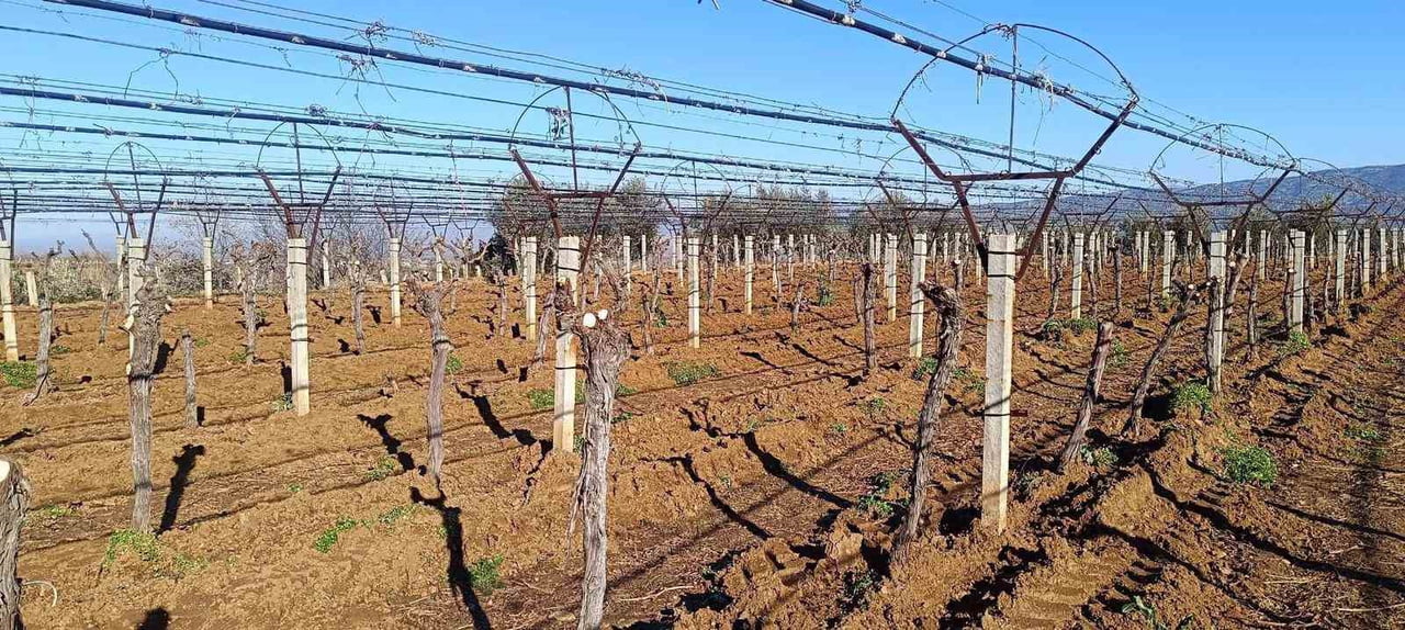 MANİSA'NIN SARIGÖL İLÇESİNDE BİR ÜZÜM ÜRETİCİSİ, VERİMİ DÜŞÜK OLAN BAĞINI SÖKEREK YERİNE VERİMİ VE...