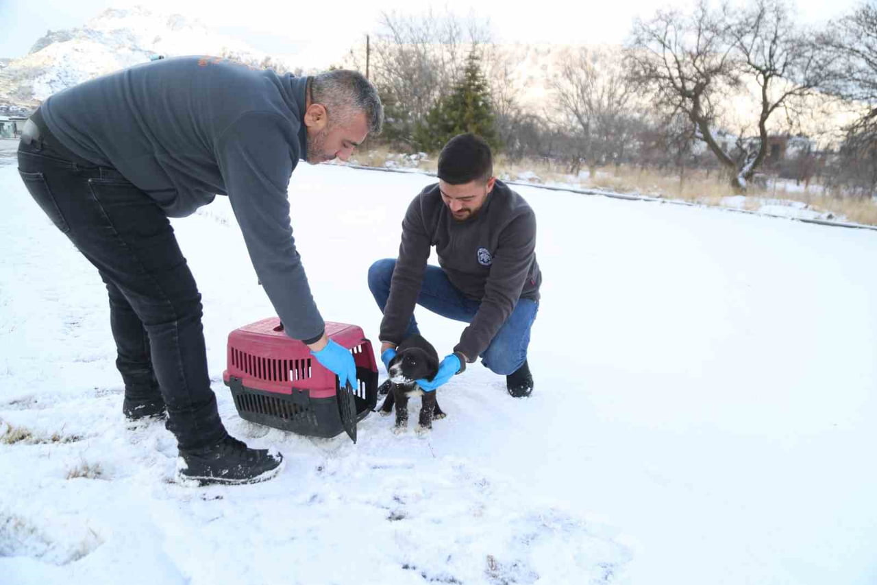 MELİKGAZİ BELEDİYESİ’NİN YARDIMA MUHTAÇ SOKAK HAYVANLARINA ÖZEL HİZMETİ 'SEVİMLİ DOST AMBULANSI'...
