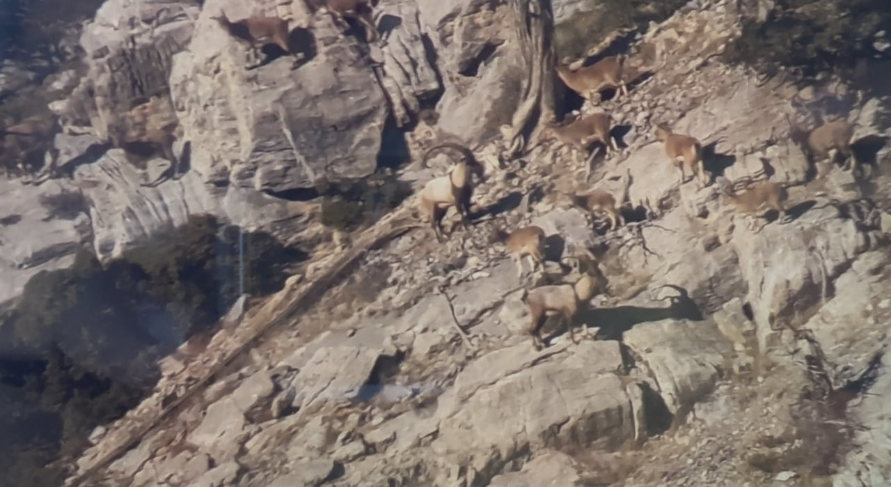 MERSİN SINIRLARINDA TOROSLARDA KORUMA ALTINDA BULUNAN YABAN KEÇİLERİ YAKINDAN TAKİP EDİLİYOR.