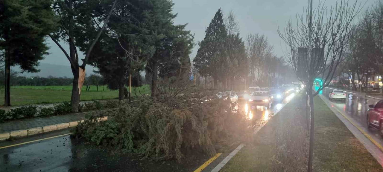 MUĞLA’NIN MENTEŞE İLÇESİ UĞUR MUMCU BULVARI’NDA FIRTINA NEDENİYLE DEVRİLEN AĞAÇ YOLU KAPATTI...