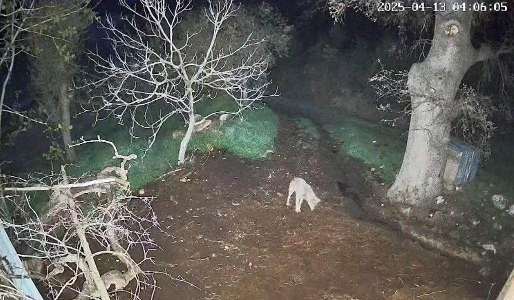 MUĞLA’NIN MENTEŞE İLÇESİNDE İDDİAYA GÖRE KURDUN SALDIRDIĞI 3 KOYUN TELEF OLDU.