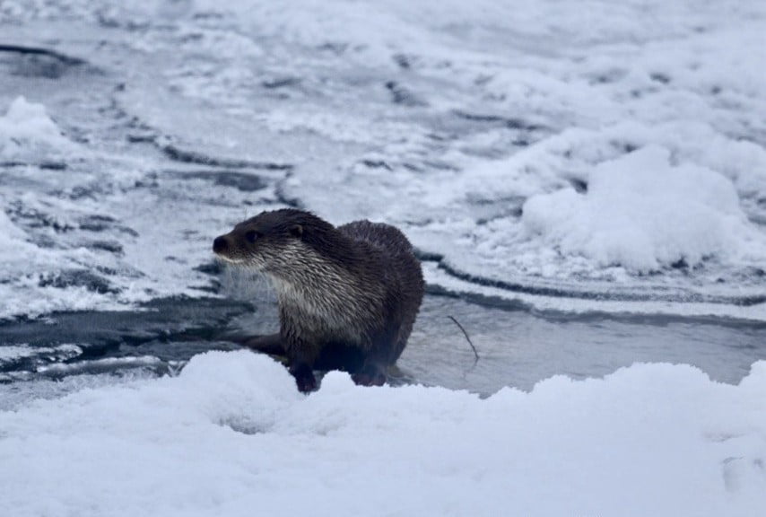 MUŞ’TA DONDURUCU SOĞUKLAR NEDENİYLE BUZLA KAPLANAN KARASU NEHRİ’NDE GÖRÜLEN SU SAMURU, KUŞ...