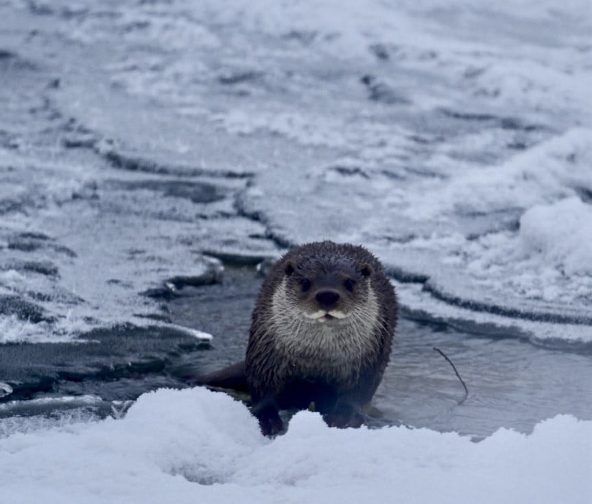 MUŞ’TA DONDURUCU SOĞUKLAR NEDENİYLE BUZLA KAPLANAN KARASU NEHRİ’NDE GÖRÜLEN SU SAMURU, KUŞ...