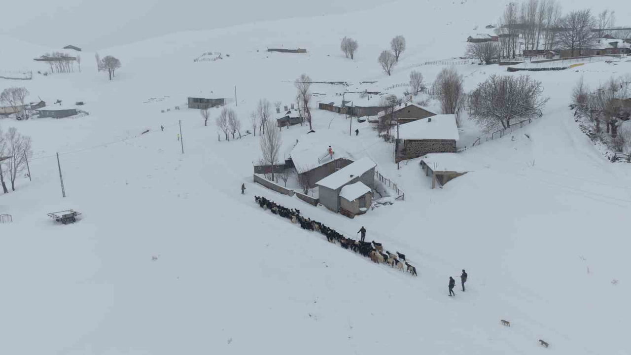 MUŞ’TA ETKİLİ OLAN YOĞUN KAR YAĞIŞI VE TİPİ NEDENİYLE 1 METREYİ AŞAN KARDA MAHSUR KALAN KEÇİ...
