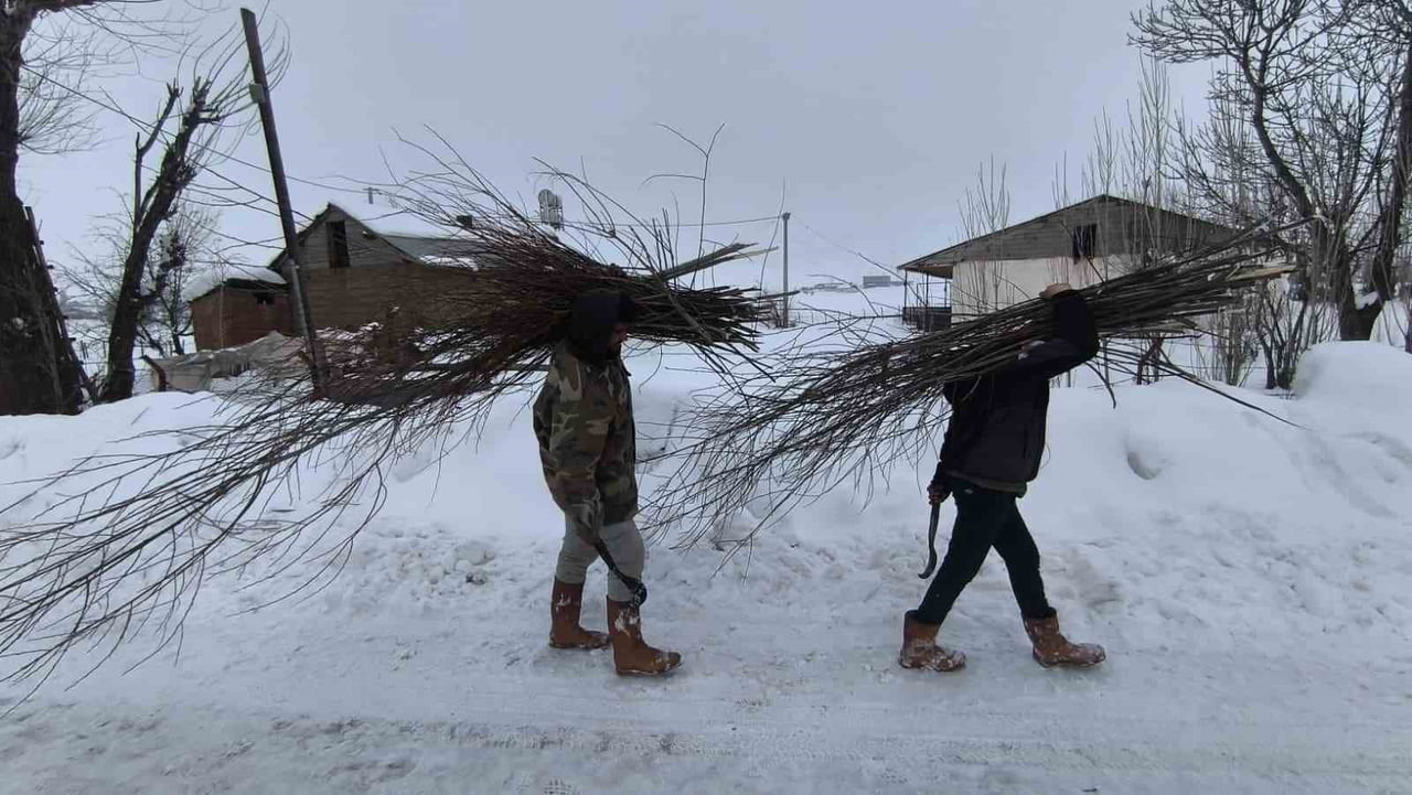 MUŞ’TA KÜÇÜKBAŞ HAYVAN YETİŞTİRİCİLERİ, ARTAN YEM FİYATLARINA KARŞI ÇÖZÜMÜ SÖĞÜT AĞAÇLARINDA...