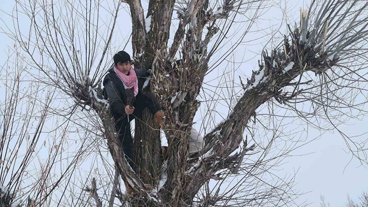 MUŞ’TA KÜÇÜKBAŞ HAYVAN YETİŞTİRİCİLERİ, ARTAN YEM FİYATLARINA KARŞI ÇÖZÜMÜ SÖĞÜT AĞAÇLARINDA...